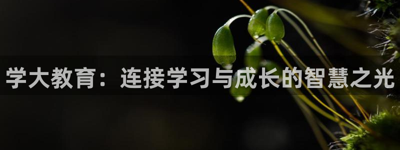 jdb电子台湾黑熊怎么玩